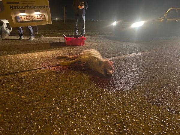 Opnieuw wolf doodgereden